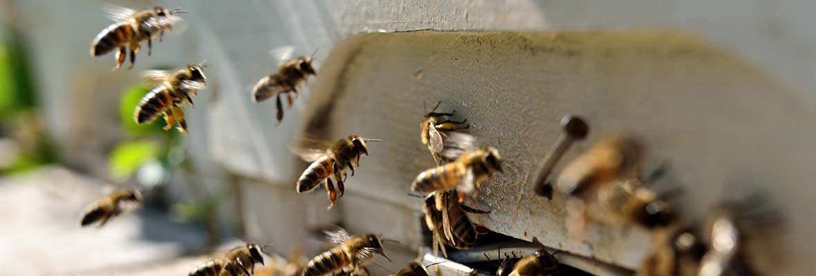 Bees & Pesticides: Science Update