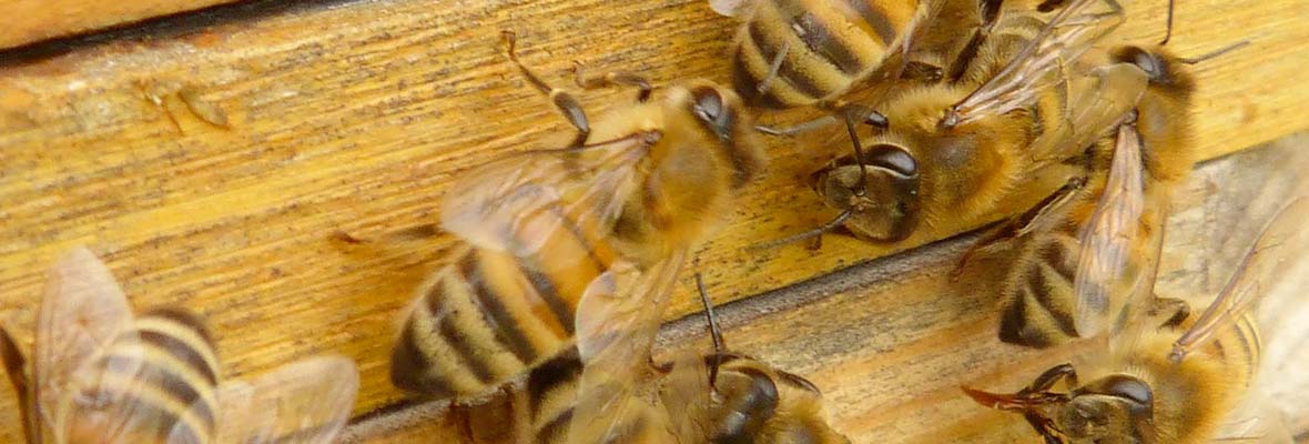 Help Protect Minnesota Pollinators