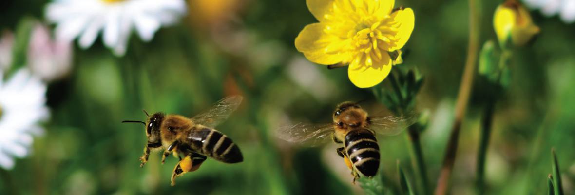 Be a Minnesota Pollinator Champion