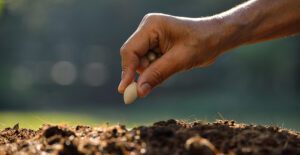 hand planting seed