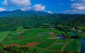 Hawai'i farmland