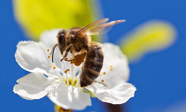 Bee-on-apple-blossom2