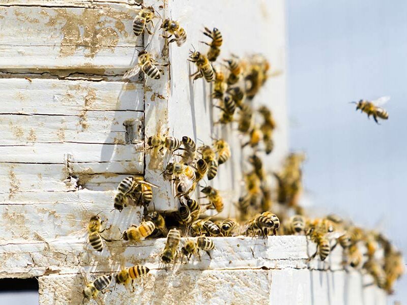 Beekeeping-minnesota
