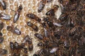 Bees-honeycomb