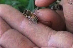 Dead-bee-in-hand
