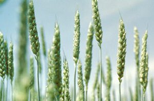 GE-wheat-contamination-groundtruth-blog-image