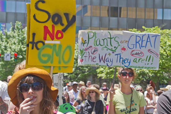 GMO-PROTEST-SYNGENTA