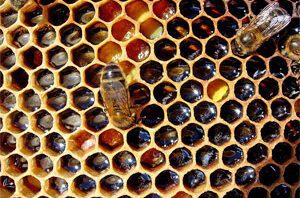 GT_honeybeescomb