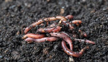 Group-of-earthworms-healthy-soil