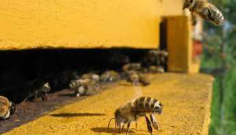 Honeybee-hive