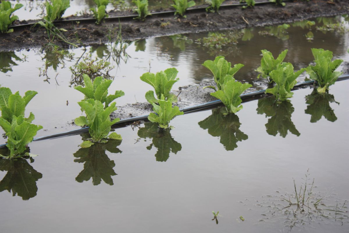 lettuce in flooded field