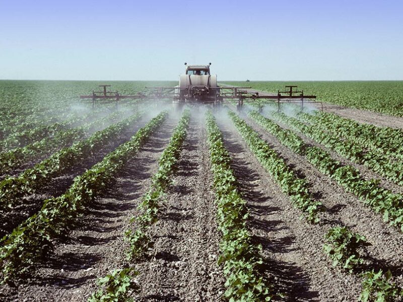 Spraying-young-cotton-plants-in-a-field