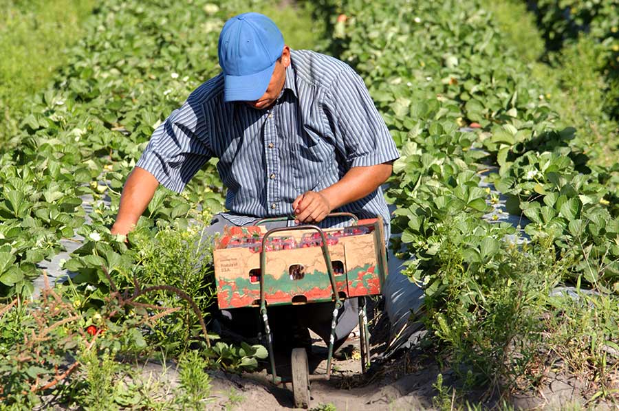 Strawberry-picker-farm-workers