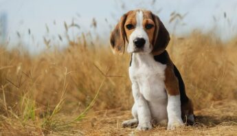 beagle-field