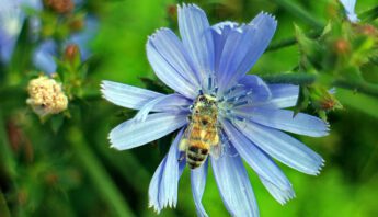 bee-blue-flower