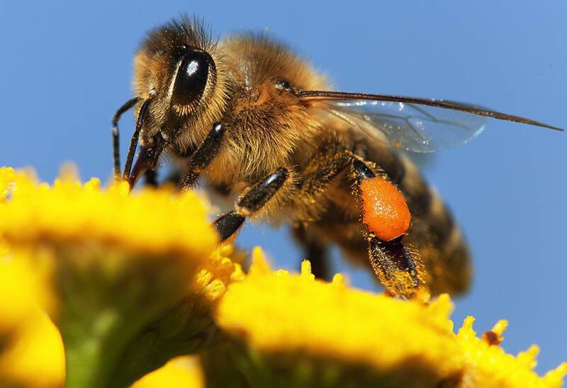 bee-close-pollens