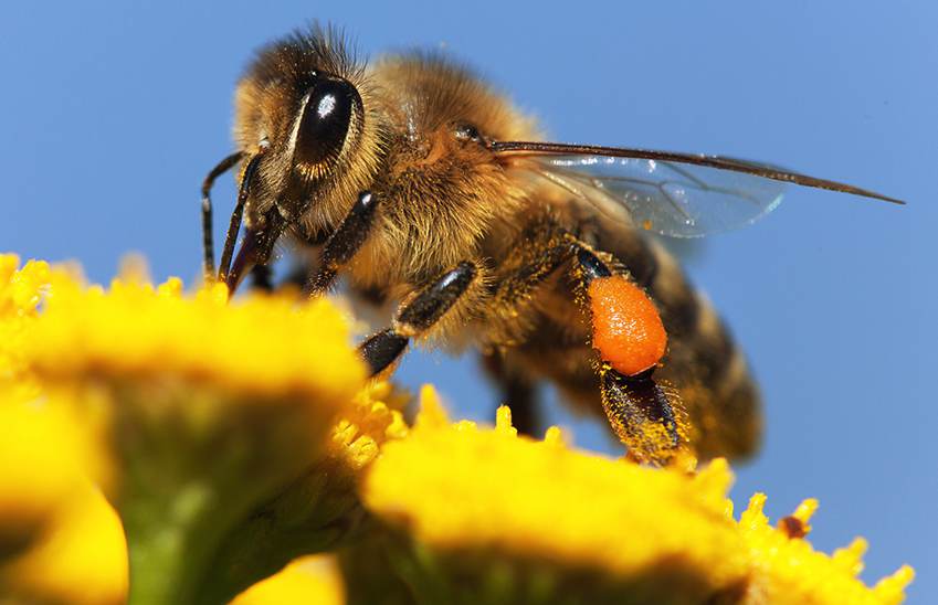 bee-close-pollens