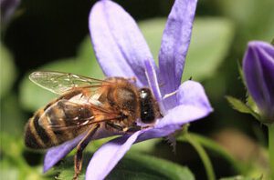 bee-purple-flower-gt-blog