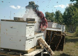 beekeeper-smoke-hive