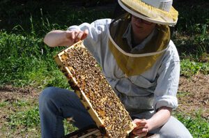 beekeeper-study-bees