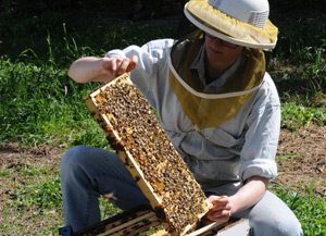 beekeeper-study-bees