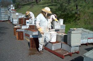 beekeepers-look-colony-collapse-bees