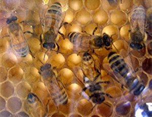 bees-busy-comb