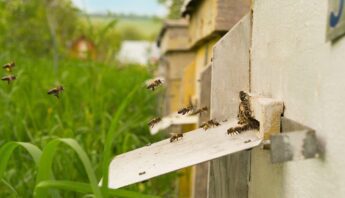 bees-flying-into-the-hive_MN