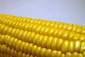 corn-cob-2-4-D
