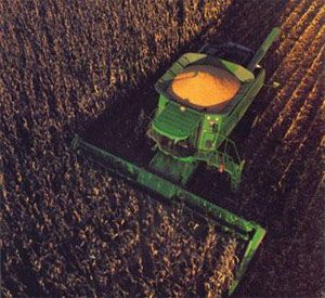 Corn farming