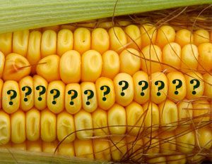 corn-questionmarks