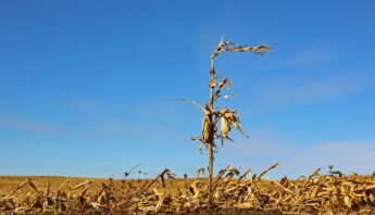 dry-lone-corn-stock