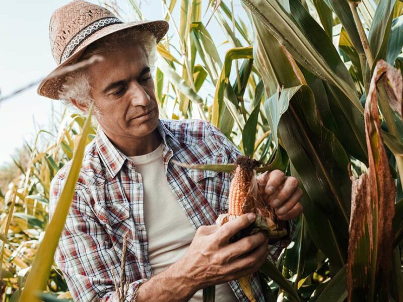 farmer-w-corn