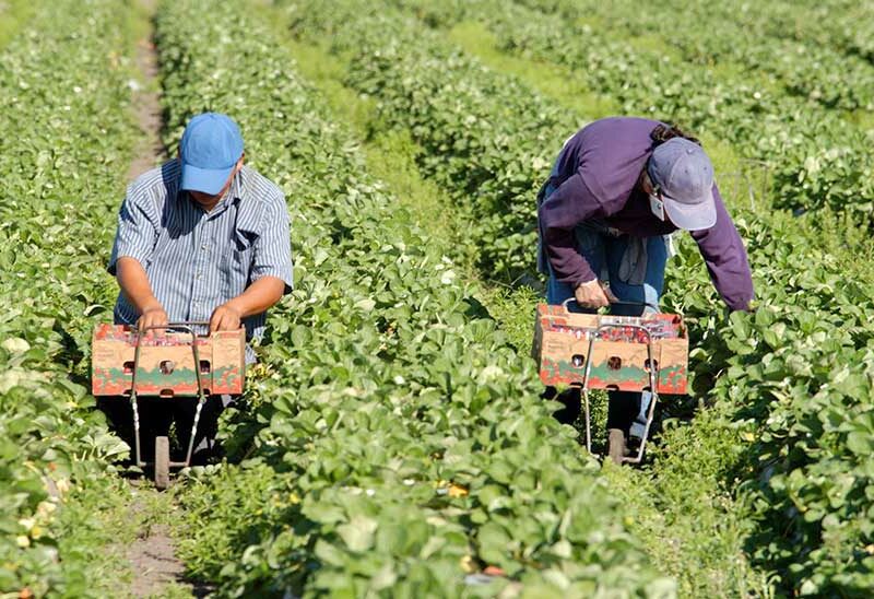 farmworkers-field