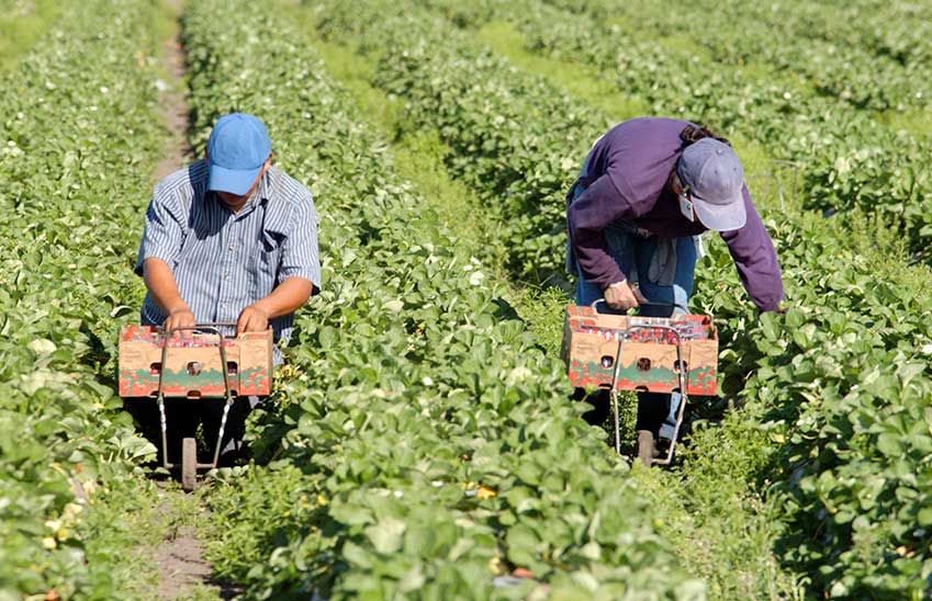 farmworkers-field