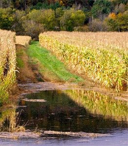 flooded-cornfield