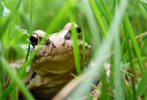 frog-in-grass