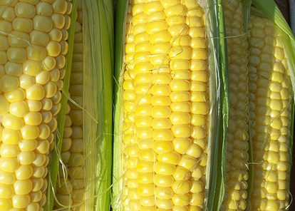 golden-corn