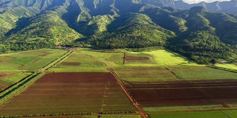 hawaii farm 1