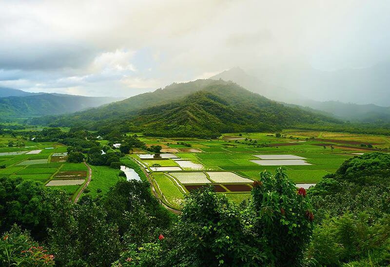 hawaii-farm