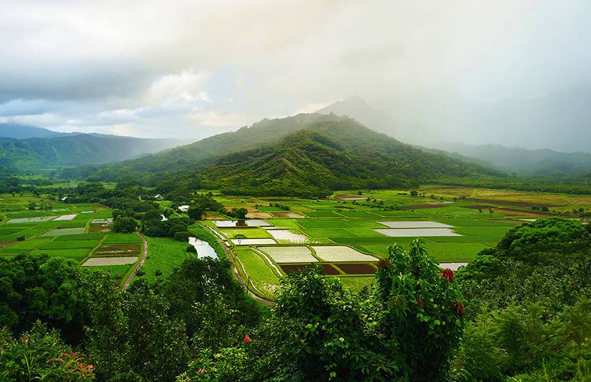 hawaii-farm