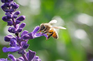 home-garden-plants-neonicotinoid-bee-pesticides-300