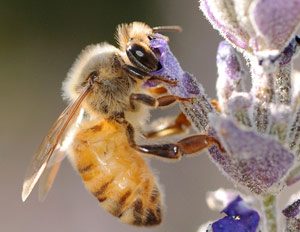 honey-bee-lavender