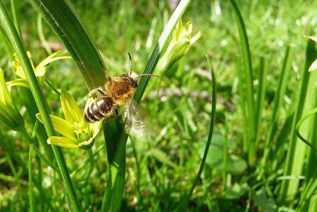 honey-bee-stem