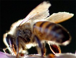 honeybee-black
