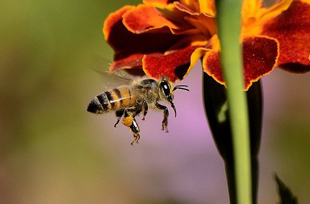 honeybee-flower-flying