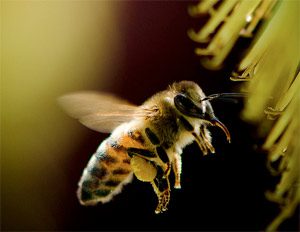 honeybee-flying