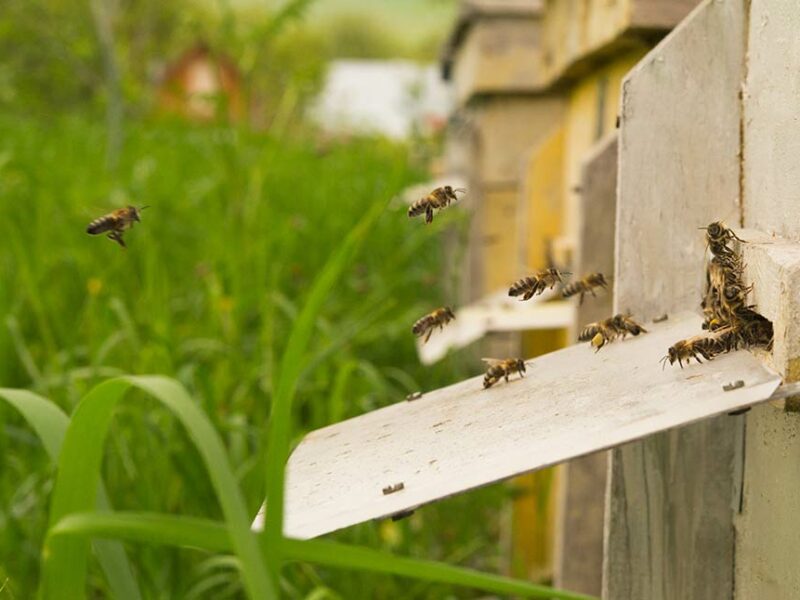 honeybees-MN