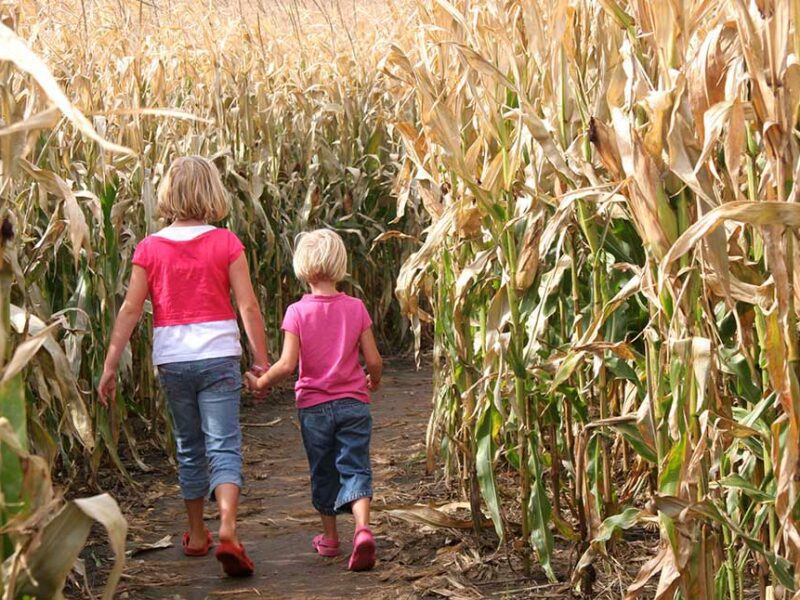 kids-cornfield