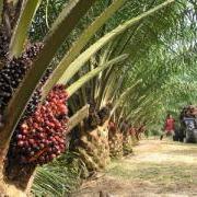 large_Palm Oil_Plantation